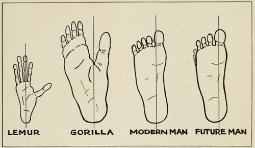 nemfrog:“The day may come when we shall have only four toes.” Natural History. v.33. 1933. 