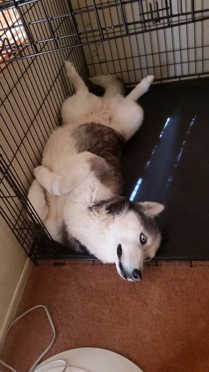 6woofs: She was comfy. (Please excuse the chinchilla damage to the wall behind her).