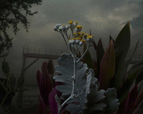 anarchy-of-thought:Weeds and Flowers Recast as Shadowy Subjects in Daniel Shipp’s Dramatic Pho