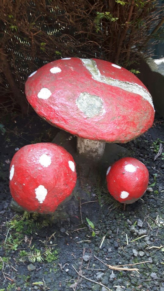 Champignons Géants