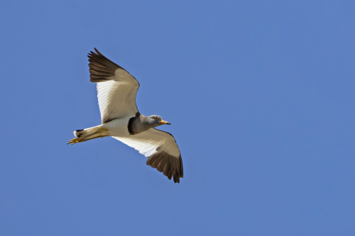 ケリ（Grey-headed Lapwing）