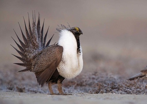 This beautiful bird might be the thing that stops oil companies from destroying the American West.  
