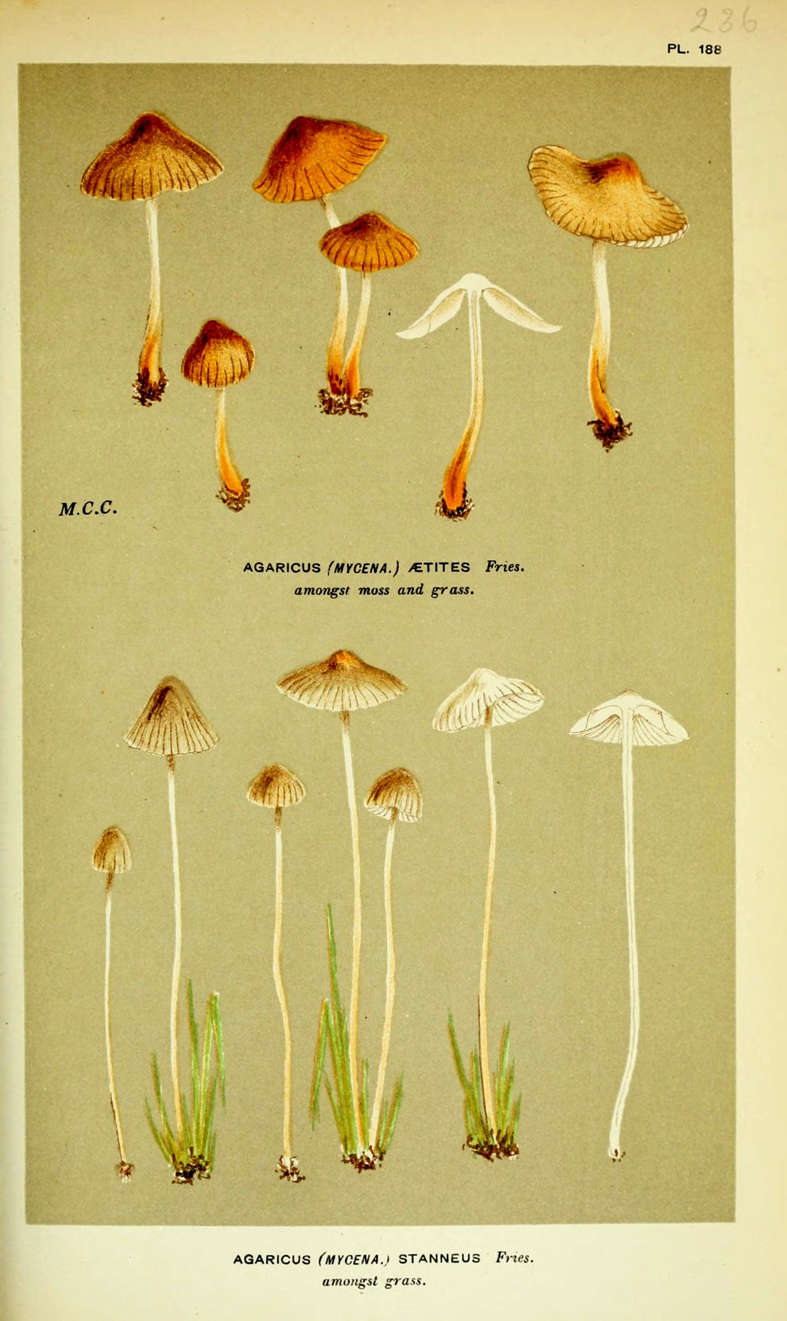 wapiti3:  Illustrations of British Fungi (Hymenomycetes), to serve as an atlas to