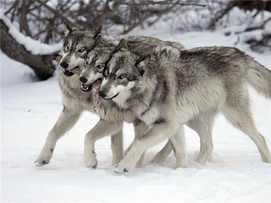 wolveswolves:  Source 