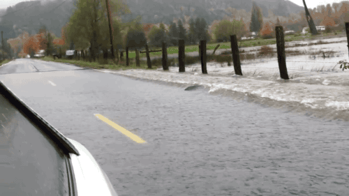 gifsboom:  Salmon crossing Hwy. [video] 