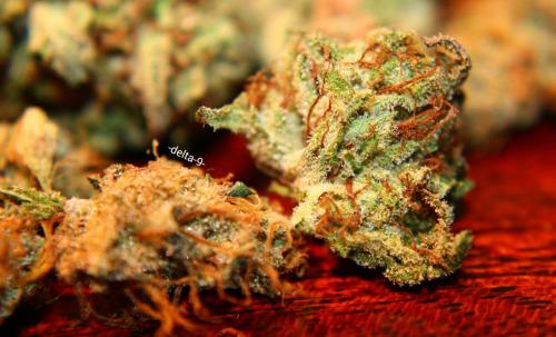 -delta-9-:  A nice contrast of, Amnesia Haze, Blue Dream and some Kryptonite OG.