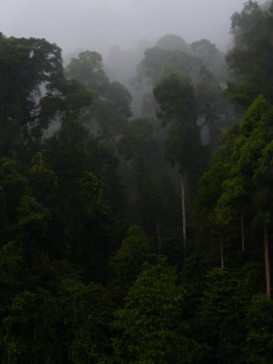 90377:  Rainforest mood P1140218 by grebberg