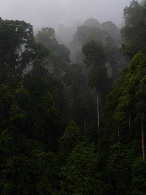 Rainforest mood P1140218 by grebberg on Flickr.