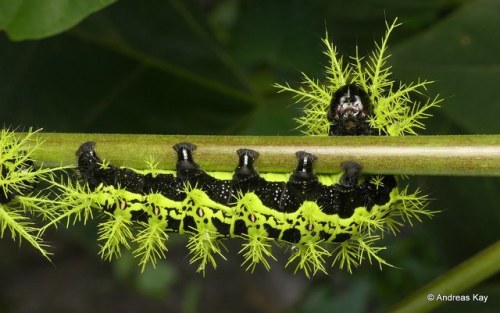 onenicebugperday:Saturniid caterpillars by Andreas Kay