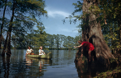 People paddle a canoe toward a girl clinging to a giant cypress tree in Hill Lake, Arkansas, Septemb
