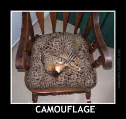 caterville:  camouflage