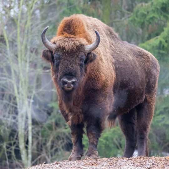 Porn Pics Mother Of All Bison: North America's Oldest