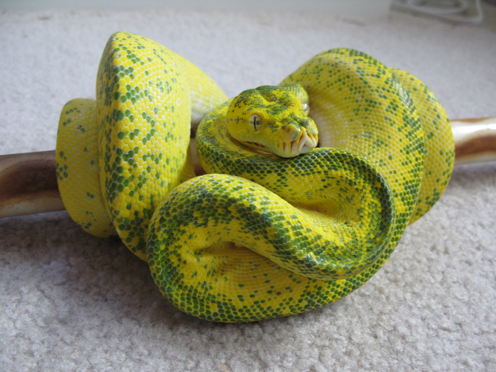 morelia-viridis:  He was feeling camera shy, but a happy 6th snirthday to Brillig!