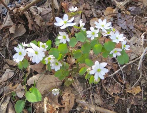 One of yesterday’s botanical delights was seeing the interestingly variable rue anemone, Thalictrum 