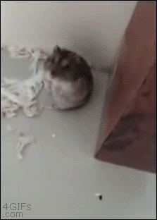 4gifs:  Hamster plays dead