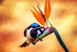 animals-animals-animals:  Blue-faced Honeyeater