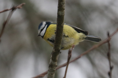 Blue tit/blåmes, Western jackdaw/kaja and Great tit/talgoxe. 