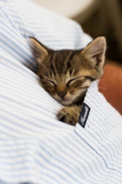 thenewenglandscholar:  ungoliantschilde:  some kittens being kittens.  Oh my gosh. I can’t take it. The cuteness…OVERWHELMING 