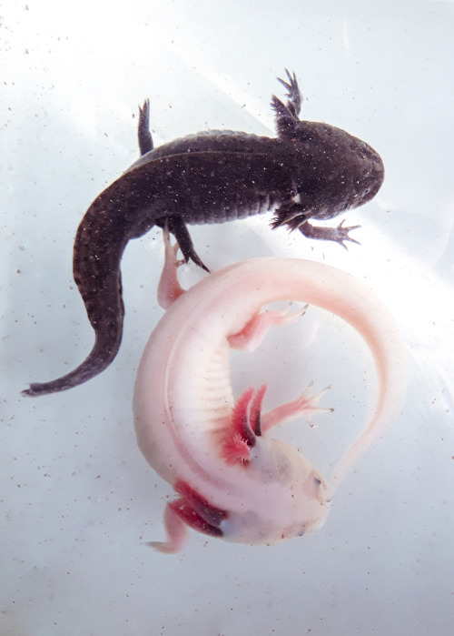 axolotlapothecary: fotoaventyr: my water babies were being cutesy while I cleaned their tank today&n