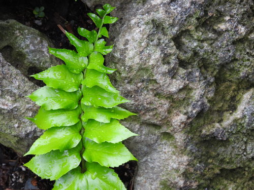 Creeping among the rocks