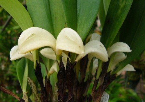 orchid-a-day:  Zootrophion vulturicepsSyn.: Cryptophoranthus vulturicepsOctober 25, 2020 