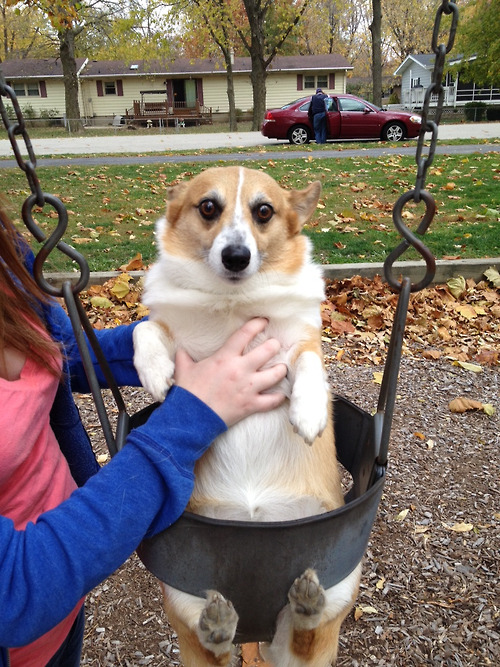 kim-jong-chill:  chloe hates swinging 