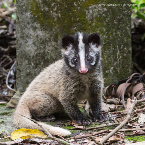 striped-civet:Baby masked palm civet (Paguma larvata) Andrew Hardacre Photography