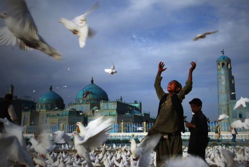  Feeding the doves at the shrine of hazrat ali in mazar-i-sharif. revered by muslims as the tomb of 