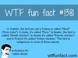 wtf-fun-factss:  The bird turkey in Turkish.