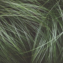 luz-natural: @tri_11