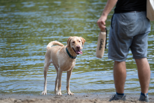 Labor Day For The Dogs At Minnehaha Park