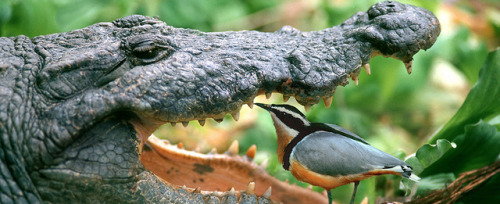 Crocodiles open their mouths and let Egyptian plover birds pick leeches off their gums, cleaning the