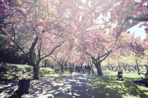 lost in japan || brooklyn botanic garden, brooklyn