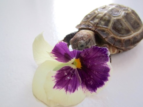 thewhimsyturtle:  November Nostalgia  Back in July, Mommy came across a bunch of pansies while she was out and about.  She picked one just for me!  I was so excited I stuffed my face like there was no tomorrow! 