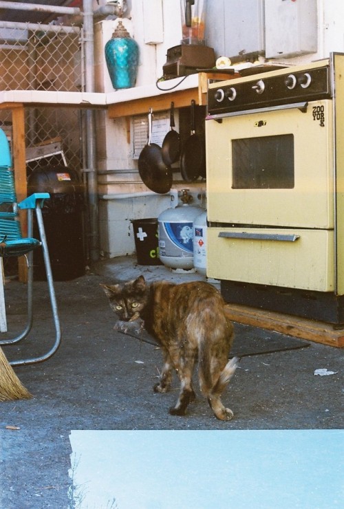 Marzipan at The Hacienda, Los Angeles, California35mm Lomography FilmMatte Postcard available https: