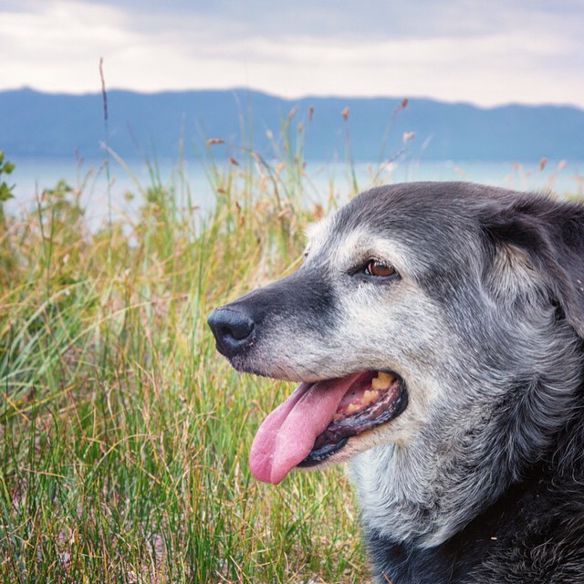 International Dog Day. Celebrate Obie T. Dogg #obietdogg #laketahoe #gooddog