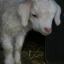 littlelambch0ps