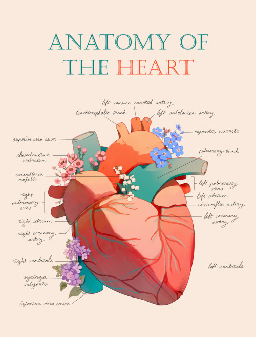 tofublock:‘‘realistic’‘ anatomy chart ❤