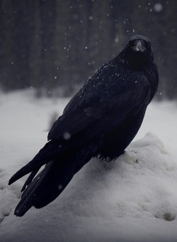 gdfalksen:  Raven in the snow. 