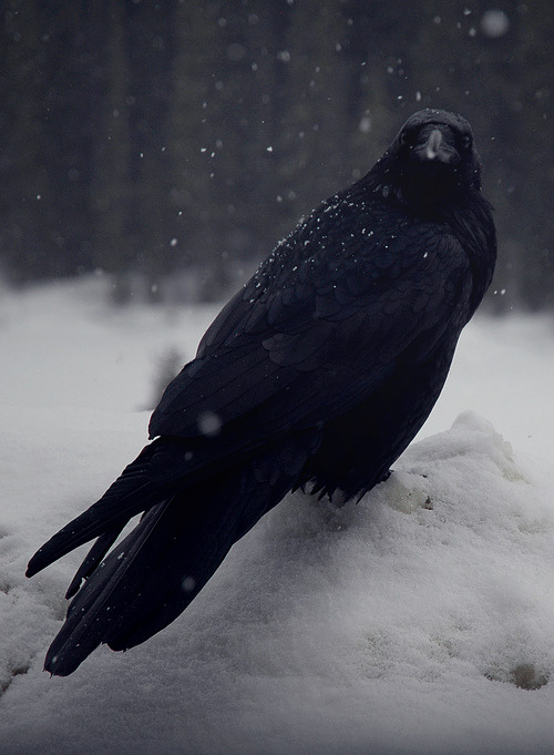 gdfalksen:  Raven in the snow.  adult photos