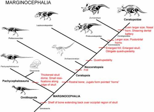 Dinosaur Cladograms, Part 1:  Evolution of the dinosaurs and their ilk.01 - Crocodilians and relativ