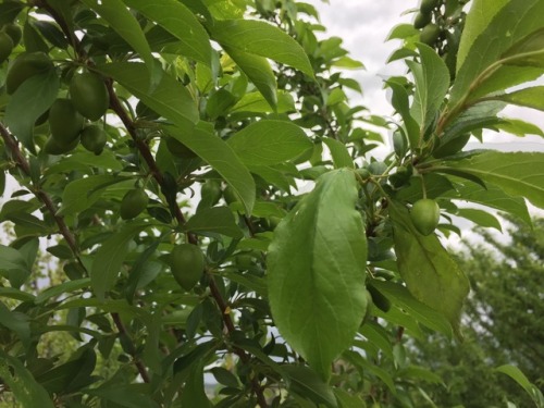 All sort of plum varieties fruiting up. Gonna be a good year for plums!