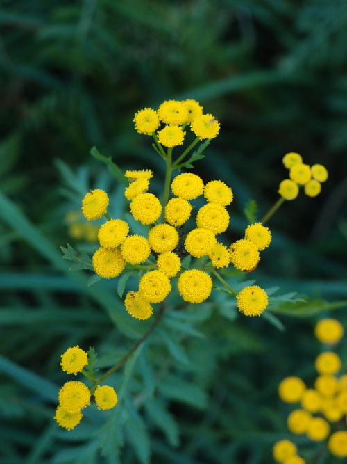 Tanacetum vulgare — tansy