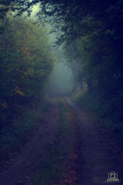 forestmist:  Misty road by alexandrbond on Flickr.
