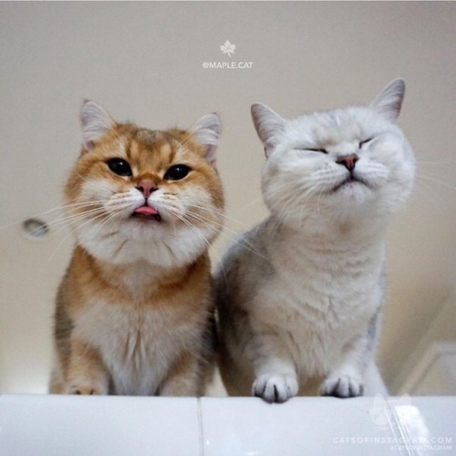 herepet: Source: instagram.com, cats_of_instagram From @maple.cat: “Taking selfies with your b