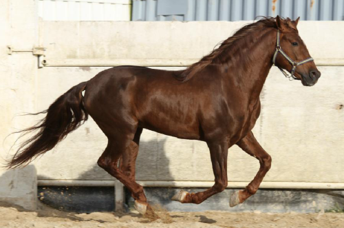 transperceneige: MEL DE ROMANI   Pure spanish horse, stallion, 6 years old, 1m66. For sale. Source