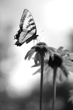 brazenbastard:  myredbike:  Broken wings She lost them so unexpectedly. Not a soul saw it coming. From spreading her proud wings wide one day to breaking them irreparably the next, they were taken from her without mercy. There was no good explanation