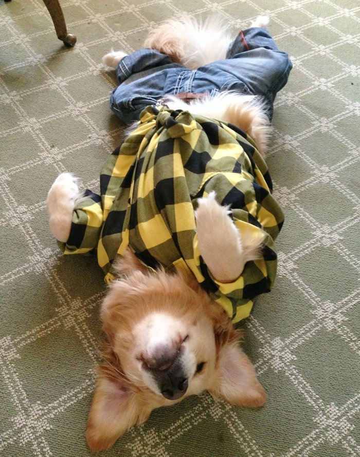 fappencio:  redesignrevolution:  Bailey the Golden Retriever is the Cutest Dog on