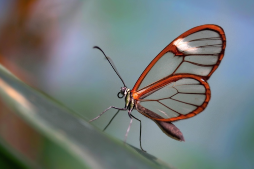 nubbsgalore:though butterfly wings are typically covered in thousands of shiny scales (see this post