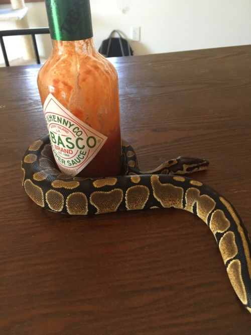 snootledootles: My Tabasco now